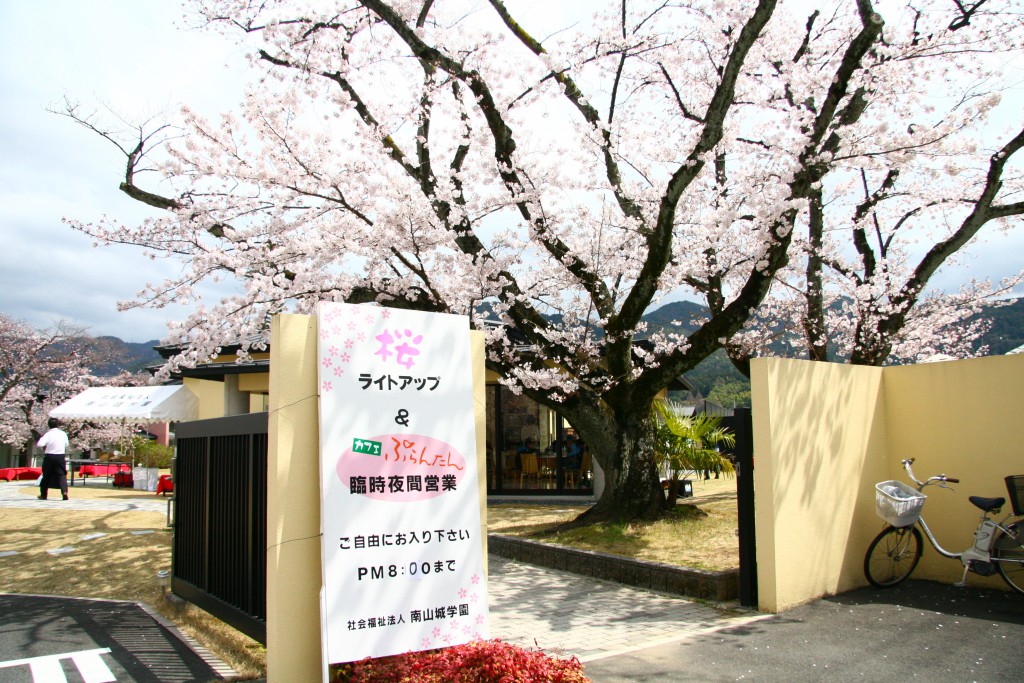 【桜ライトアップのお知らせ】3/26(月)~4/10(火)・カフェぷらんたん夜間営業(醍醐和光)